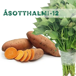 Ásotthalmi-12 batáta szaporítóanyag