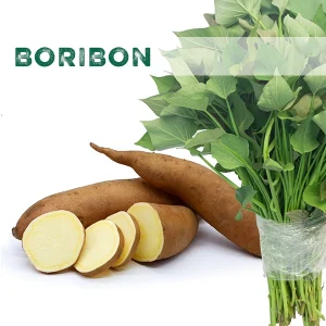 Boribon batáta szaporítóanyag