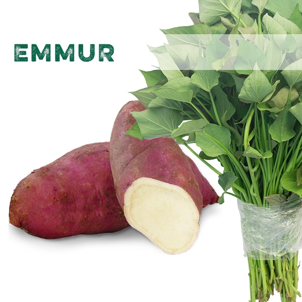Emmur batáta szaporítóanyag