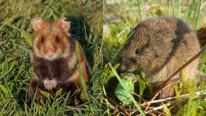 Egy aranyos(nak tűnő) gonosztevő: a mezei pocok (Microtus arvalis)