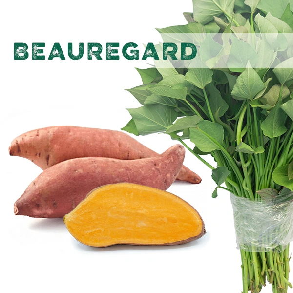 Beauregard batáta szaporítóanyag