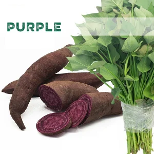 Purple batáta szaporítóanyag
